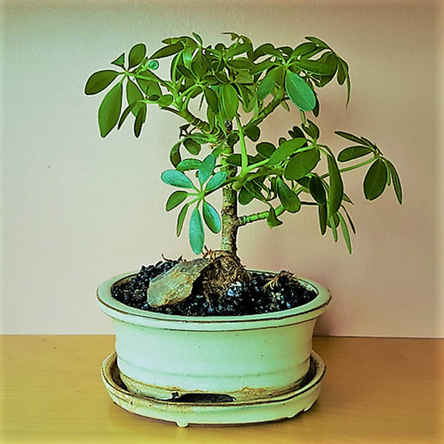 Tropical Gardening Helpline Ample Reasons For Yellow Bonsai Leaves West Hawaii Today