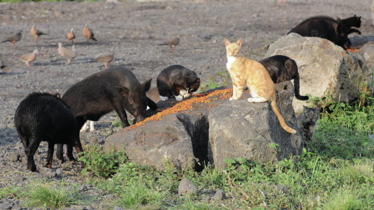 Feral Cats Other Animals A Problem At Transfer Stations West Hawaii Today