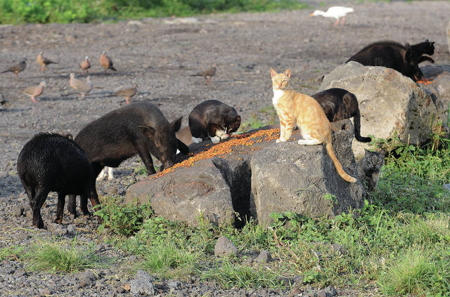 Feral cats, other animals, a problem at transfer stations - West Hawaii  Today