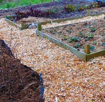 Tropical Gardening Helpline Wood Chips Work To Limit Weed Growth