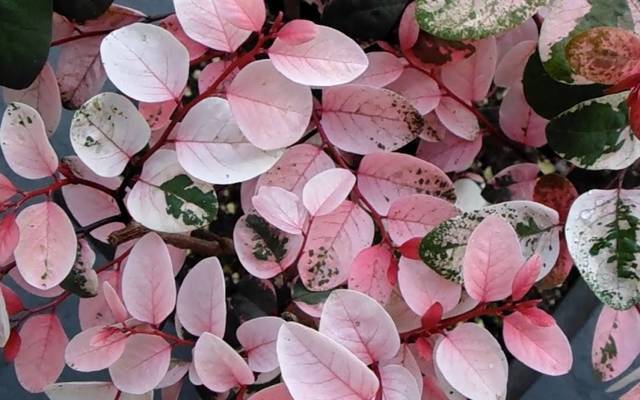Plant of the Month: Hawaiian bush adds wintry to the season West Hawaii Today