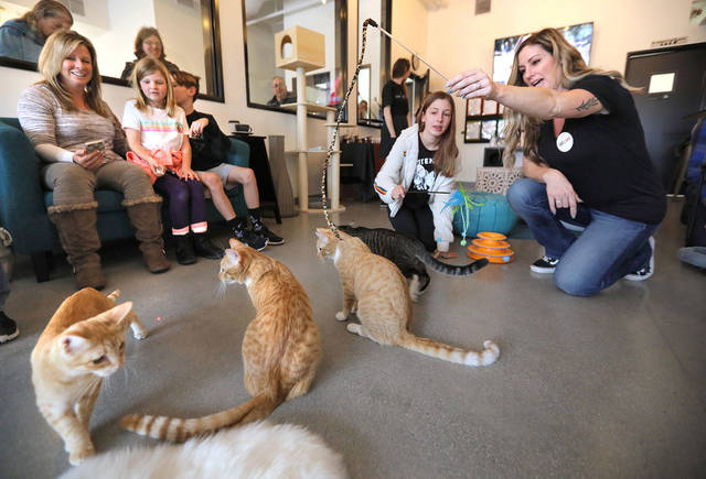 Feline loving couple opens cat  cafe  West Hawaii  Today