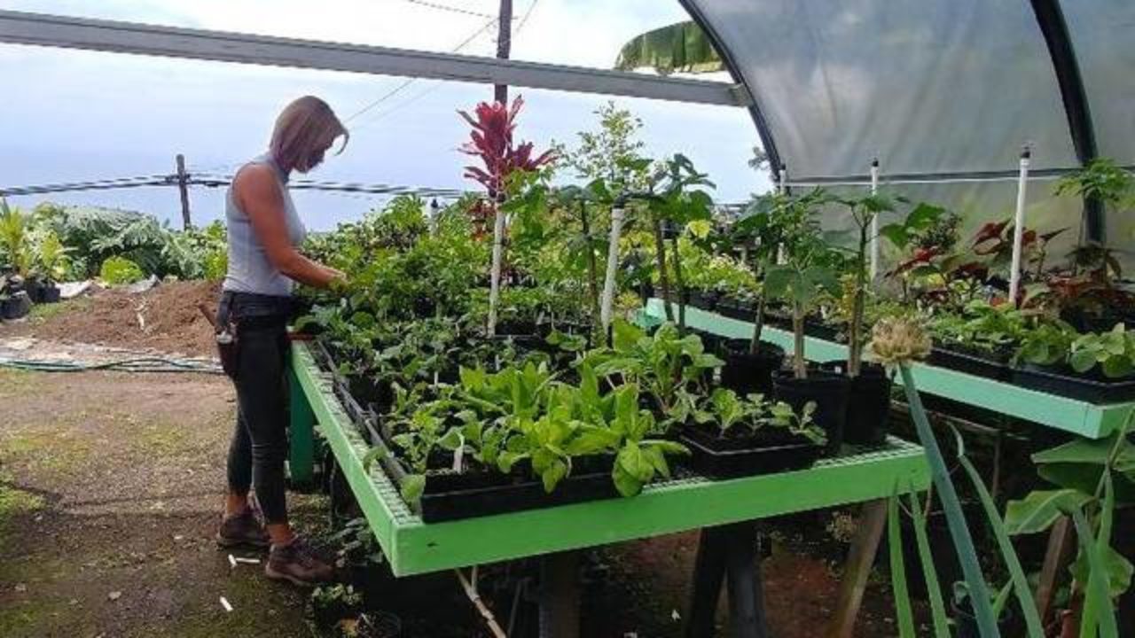Island Grower Supplies-Serving the Hawaiian Islands with AgraTech  Greenhouses Since 1996
