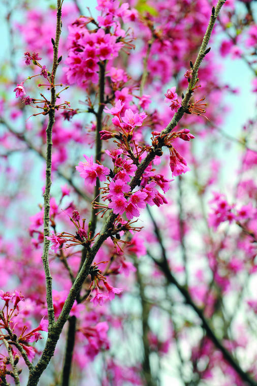 27th annual Waimea Cherry Blossom Heritage Festival Saturday West