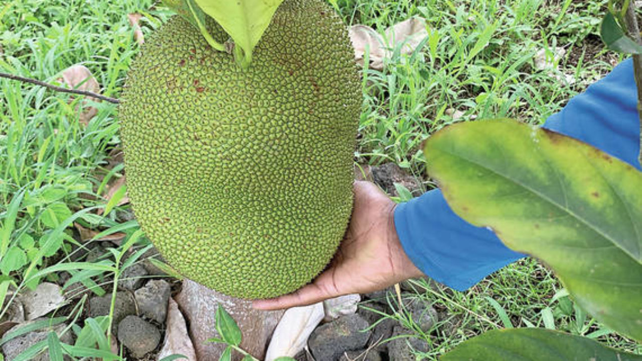 Tropical asian tree with fruit like breadfruit