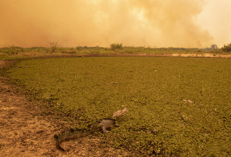 The world’s largest tropical wetland has become an inferno - West Hawaii Today