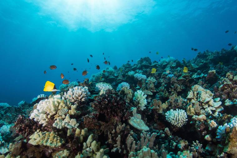 Statewide herbivore management to improve coral reef protection and ...