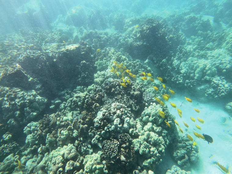 Hawaii&#39;s coral reefs in fair shape but declining, report finds - West Hawaii Today