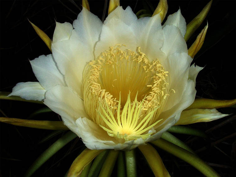 Plant of the Month: Night blooming cereus puts on a show while