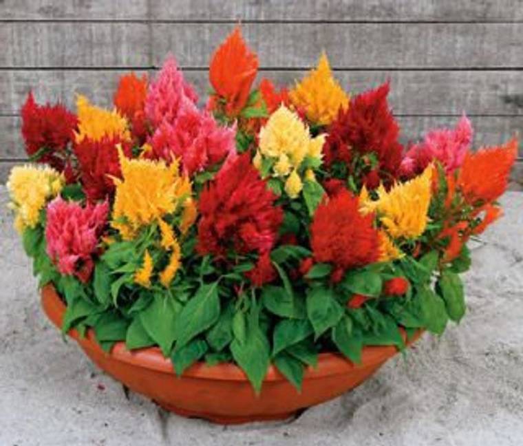 Plant of the Month Celosia — A flowering plant with unusual and