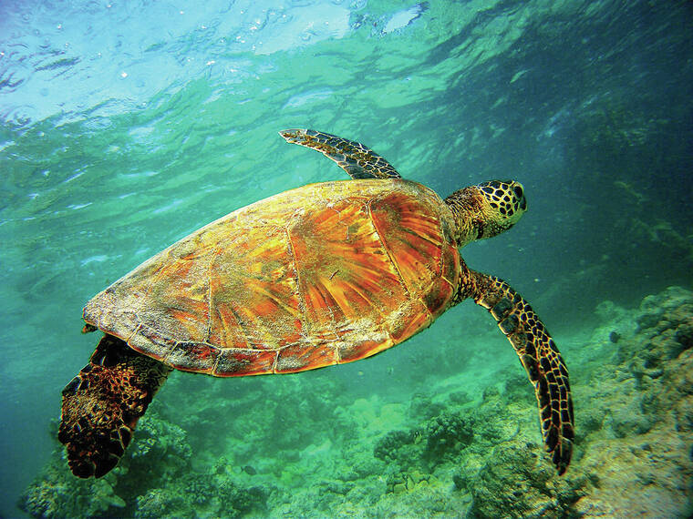 Sea turtle nesting season underway - West Hawaii Today