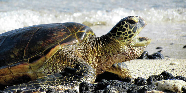 Sea turtle nesting season underway