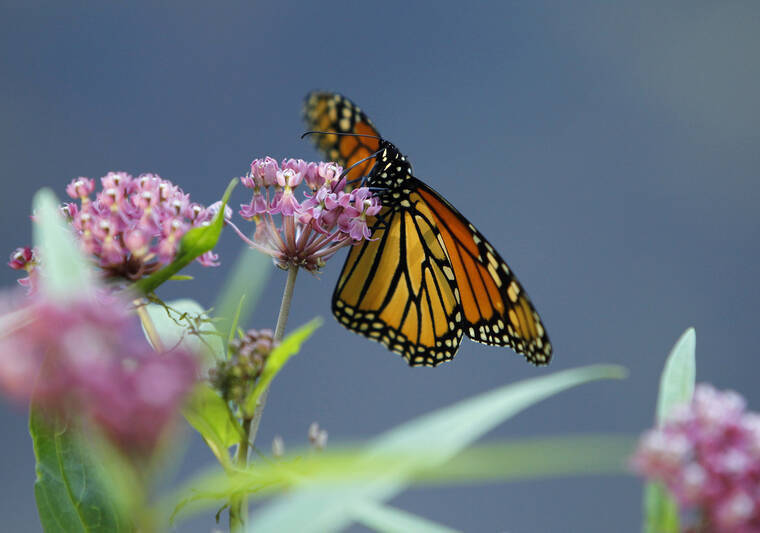 Monarch butterflies are in trouble; Here's how you can help