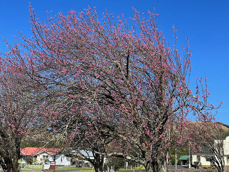 East meets west as cherry blossom trees begin to bloom in Waimea gardens