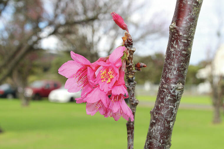 Waimea Cherry Blossom Heritage Festival returns Saturday West Hawaii