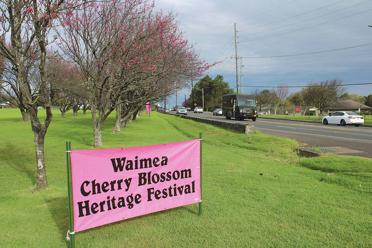 Waimea Cherry Blossom Heritage Festival returns Saturday West Hawaii