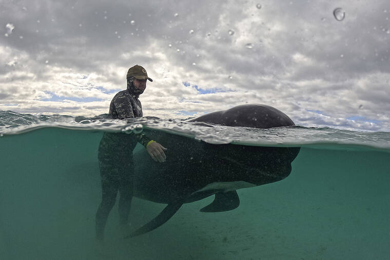 Beached Whales Found Dead On Hawaii Beach
