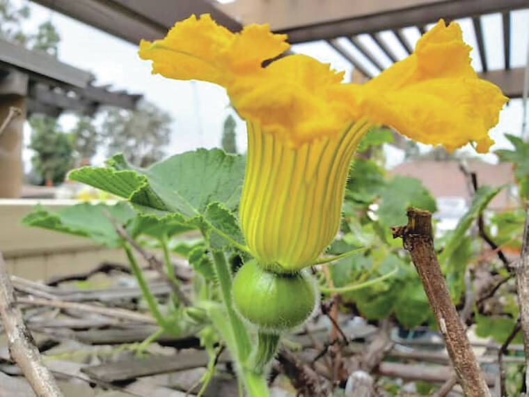Plant of the month – October 2023 – kabocha squash