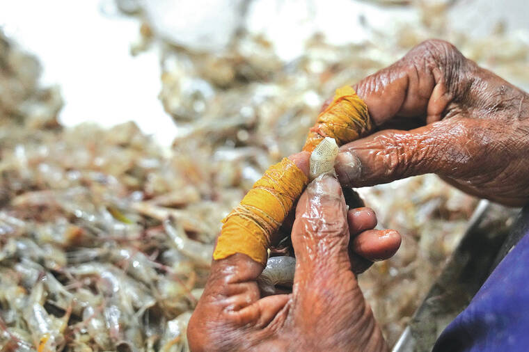 AP finds grueling conditions in Indian shrimp industry that report calls ‘dangerous and abusive’