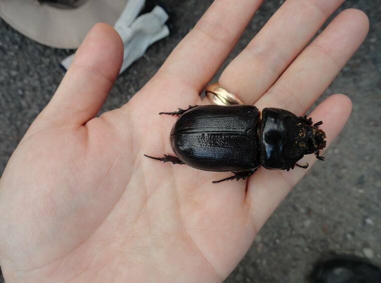 Adult coconut rhinoceros beetles detected on the Big Island