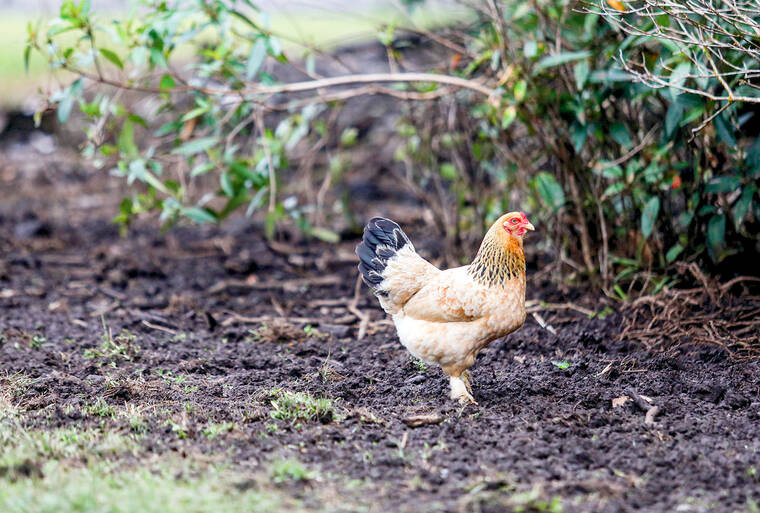 Tired of all the clucking? Legislation would fund programs to help control feral chickens