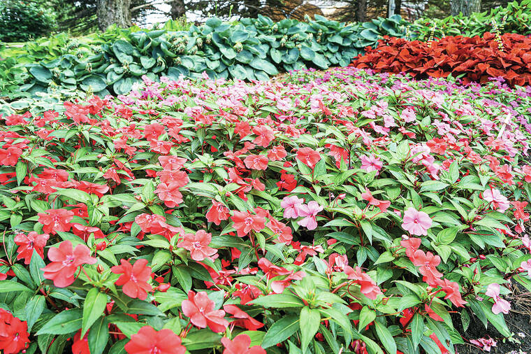 Plant of the Month for May: Impatiens
