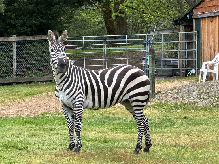 Last of escaped zebras captured with white bread, oats and ‘positivity’